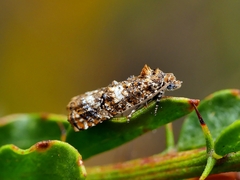 Scolioplecta comptana