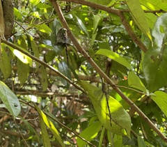 Gynacantha subinterrupta