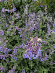 Nepeta racemosa