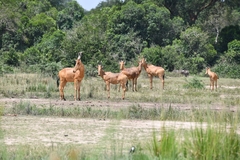 Alcelaphus buselaphus lelwel