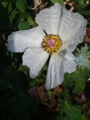 Argemone albiflora texana