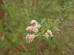 Cassinia aculeata
