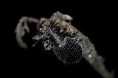 Lagria ventralis