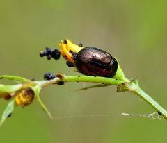 Chrysolina hyperici