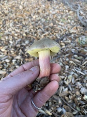 Xerocomellus mendocinensis