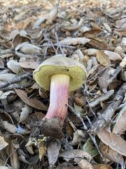 Xerocomellus mendocinensis