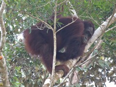 Pongo pygmaeus morio