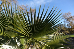 Washingtonia