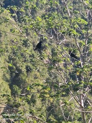 Corvus macrorhynchos