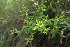 Pimelea curviflora