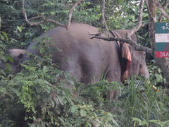 Elephas maximus borneensis