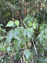 Croton mayanus