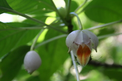 Impatiens kerriae