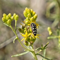 Acmaeodera gibbula