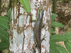 Dasia olivacea