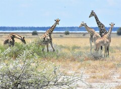 Giraffa camelopardalis angolensis