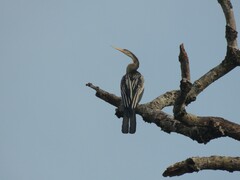 Anhinga melanogaster