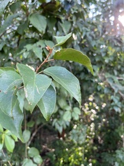 Croton mayanus