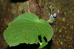 Didymocarpoideae