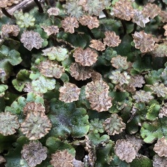 Marchantia polymorpha ruderalis