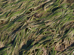 Zostera capricorni