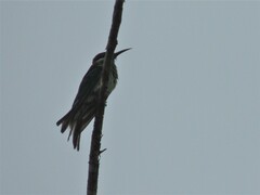 Merops viridis