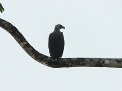 Haliaeetus ichthyaetus