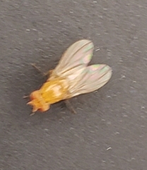 Neogriphoneura