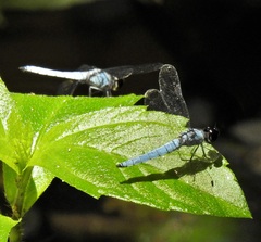 Brachydiplax duivenbodei