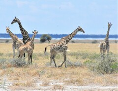 Giraffa camelopardalis angolensis