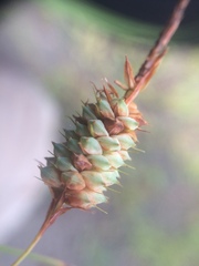 Carex glaucescens image
