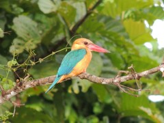 Pelargopsis capensis