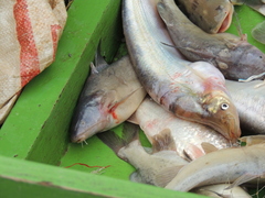 Siluriformes