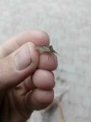 Acanthosoma haemorrhoidale