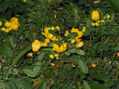 Senna bicapsularis