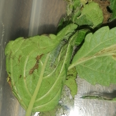 Lepidoptera