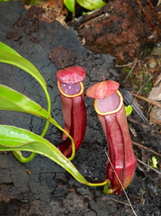 Nepenthes mirabilis