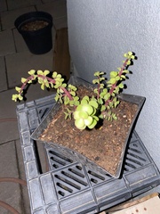 Portulacaria