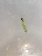 Lepidoptera