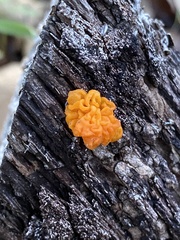 Tremella mesenterica
