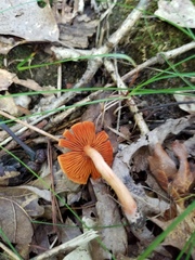 Cortinarius hesleri