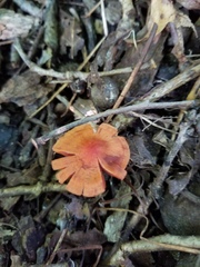 Cortinarius hesleri
