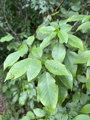 Croton glabellus
