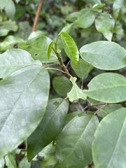 Croton glabellus