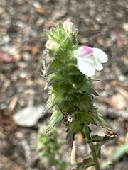 Bellardia trixago