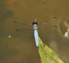 Brachydiplax duivenbodei