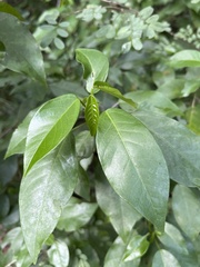 Croton glabellus