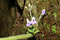 Didymocarpoideae
