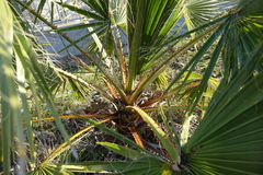 Washingtonia