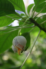 Impatiens kerriae